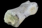 Unidentified Dinosaur Toe Bone - Hell Creek Formation #88750-1